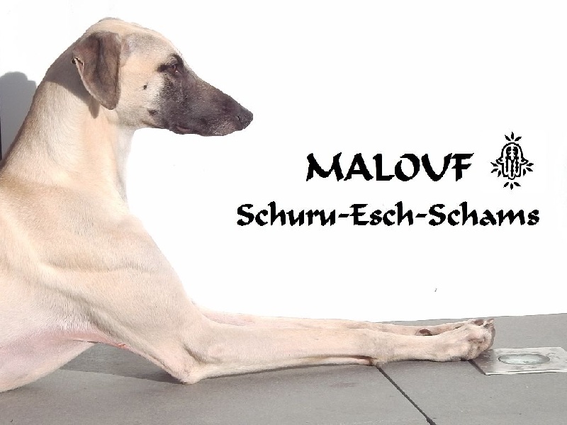 CH. Malouf schuru-esch-schams