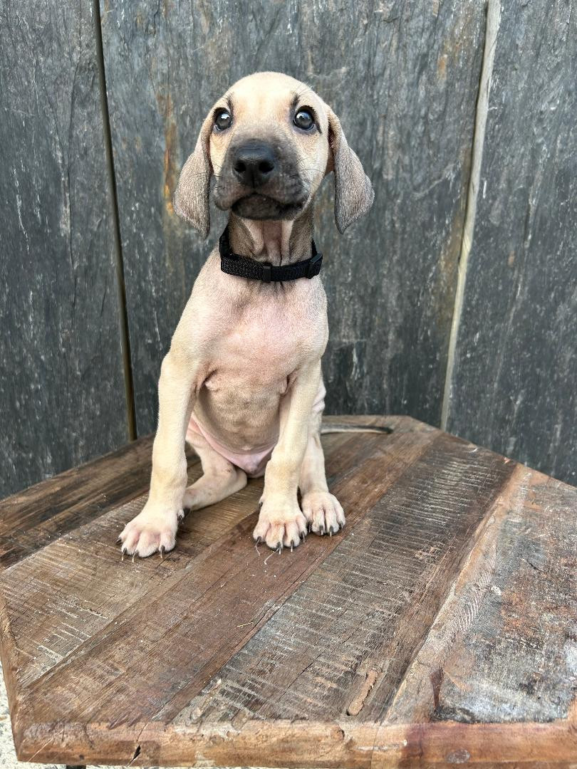 Des Cinq Tribus - Chiots disponibles - Sloughi