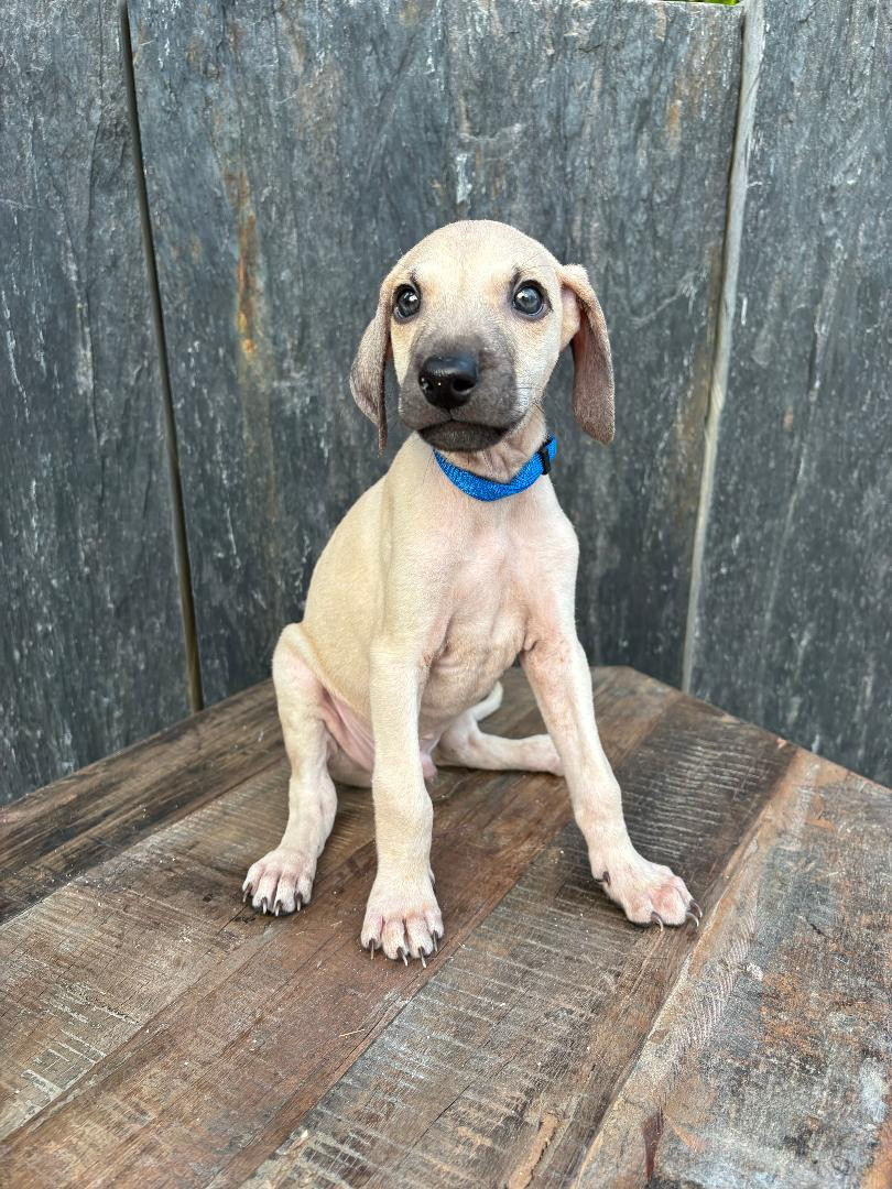 Des Cinq Tribus - Chiots disponibles - Sloughi