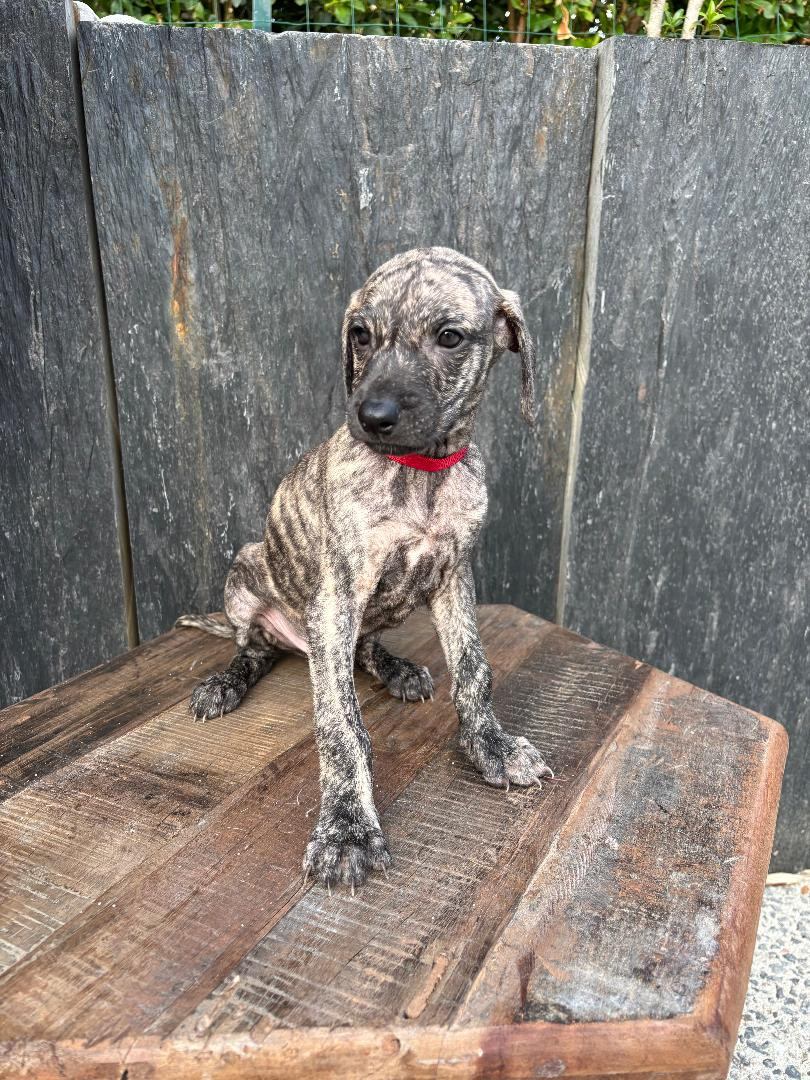 Des Cinq Tribus - Chiots disponibles - Sloughi