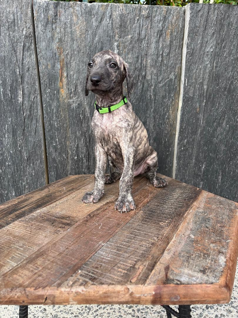 Des Cinq Tribus - Chiots disponibles - Sloughi