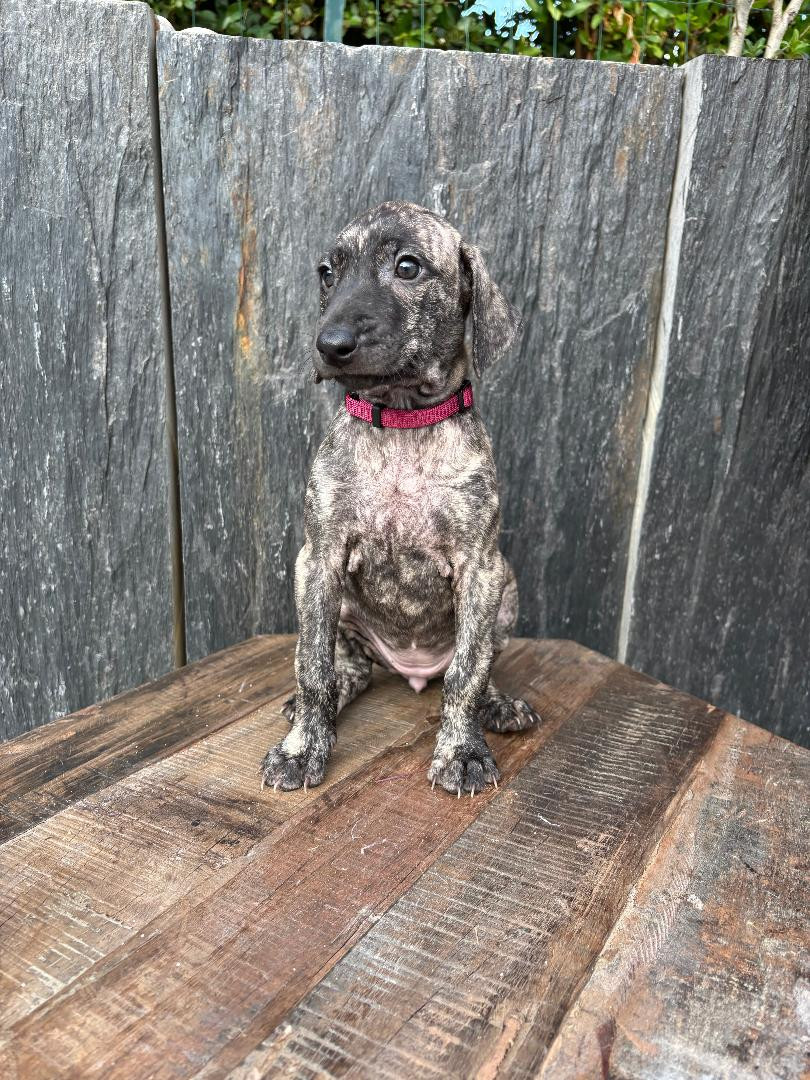 Des Cinq Tribus - Chiots disponibles - Sloughi