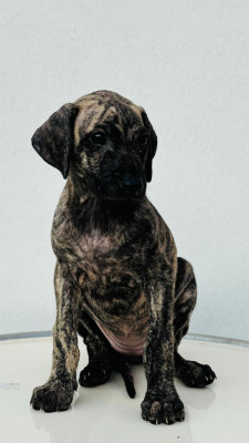 BIJOU
